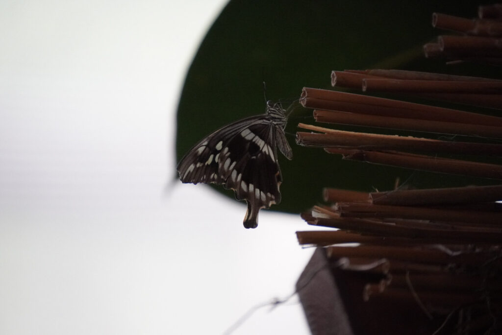 Eifalia Schmetterlingsgarten