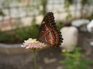 Eifalia Schmetterlingsgarten