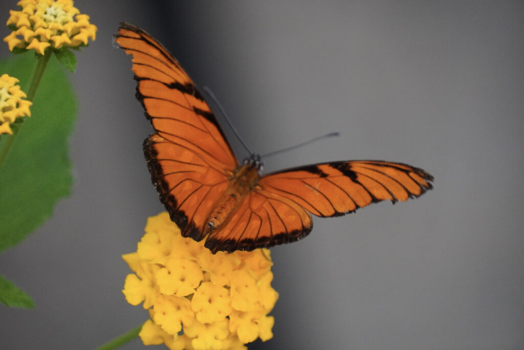 Eifalia Schmetterlingsgarten