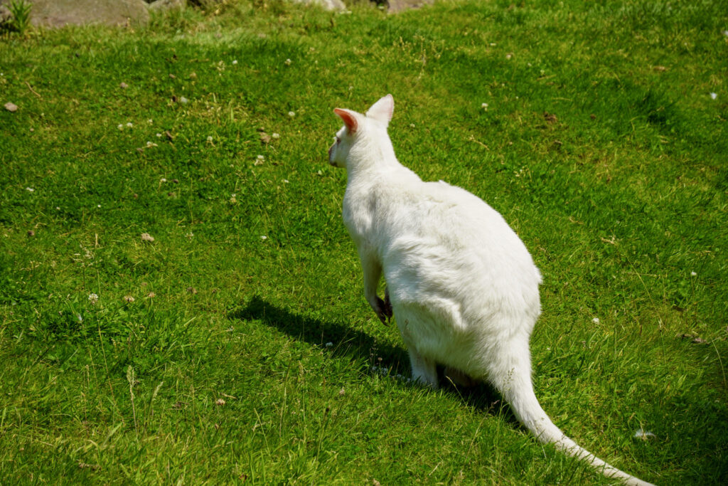 El Mundo Fantasia - Mondo Verde