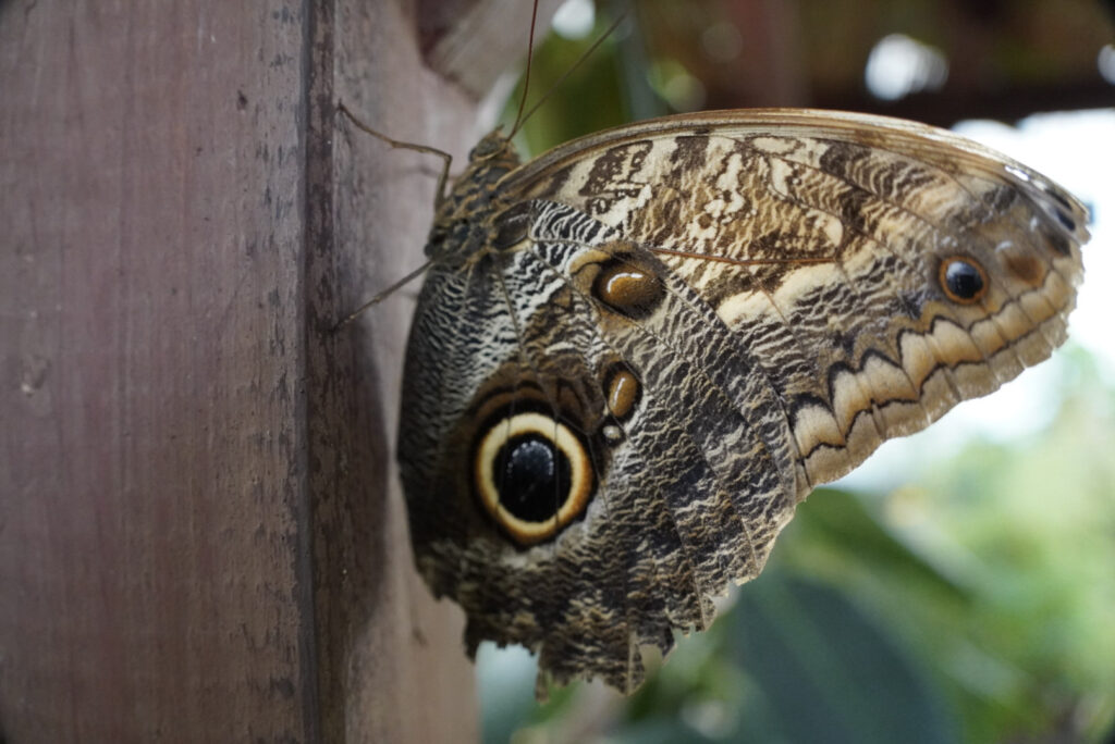 Eifalia Schmetterlingsgarten
