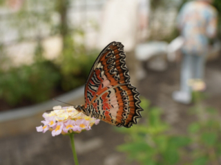 Eifalia Schmetterlingsgarten