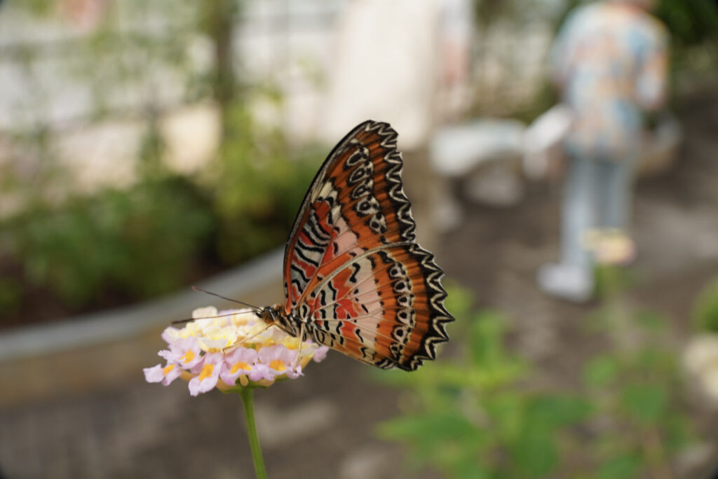 Eifalia Schmetterlingsgarten