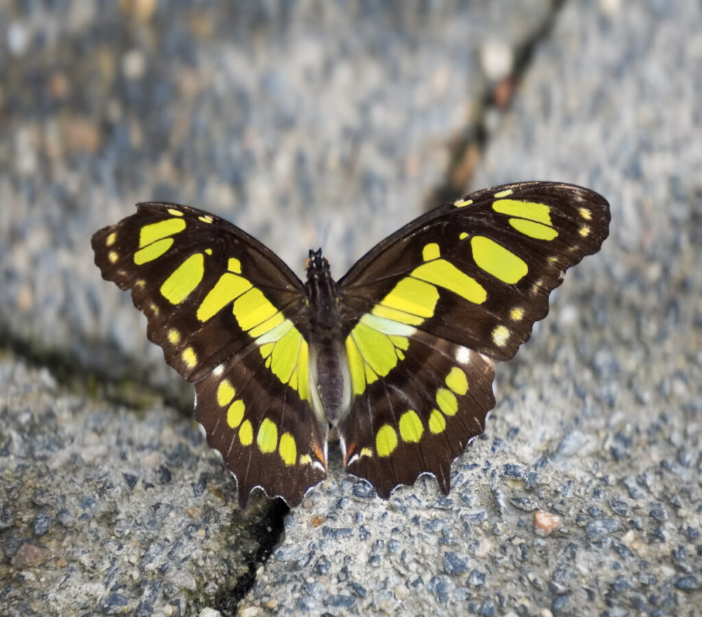 Eifalia Schmetterlingsgarten