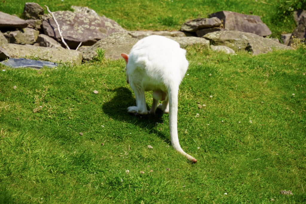 El Mundo Fantasia - Mondo Verde