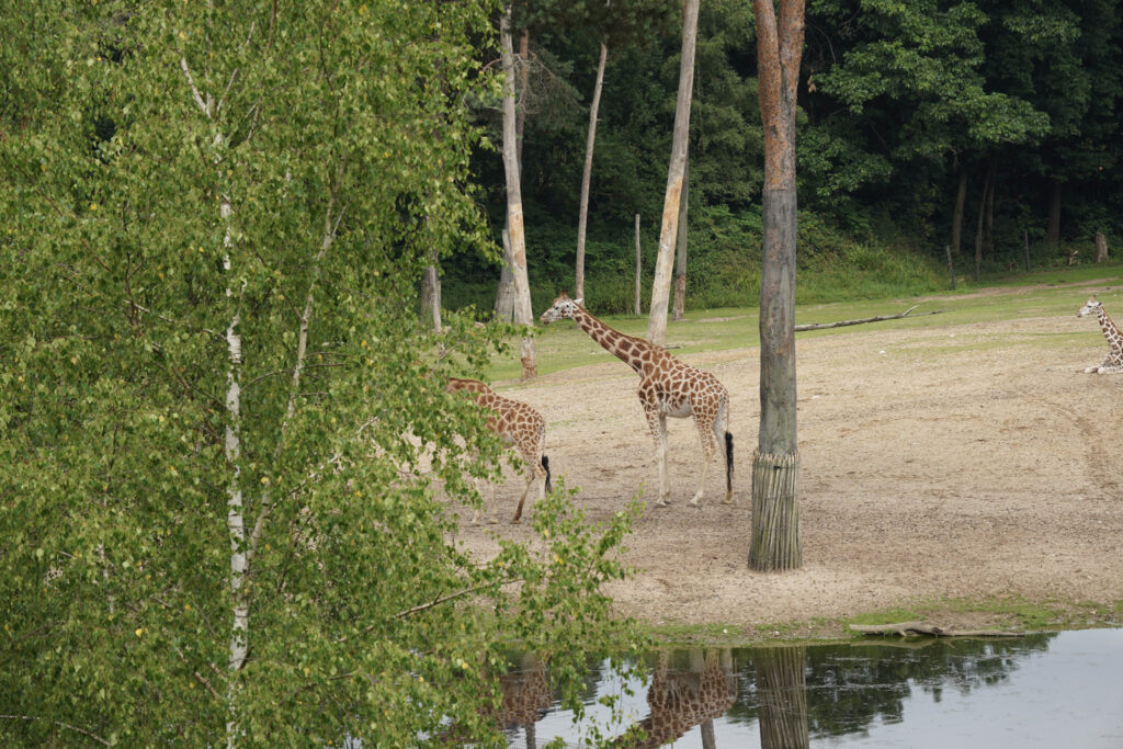 Burgers' Zoo Burgers' Zoo