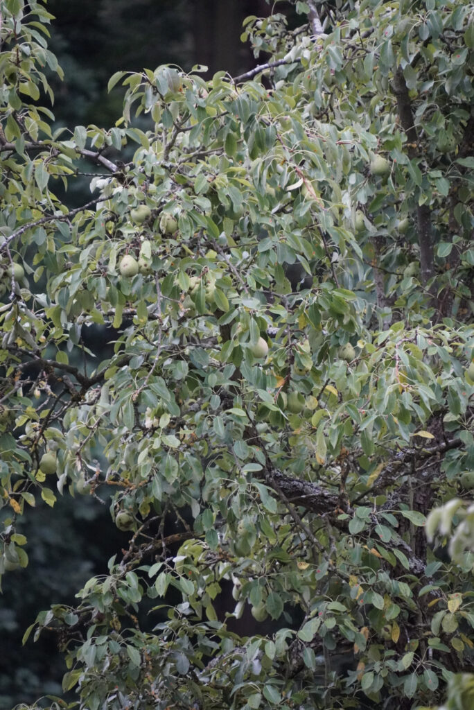 Zeitblende 1975 - Freilichtmuseum Kommern