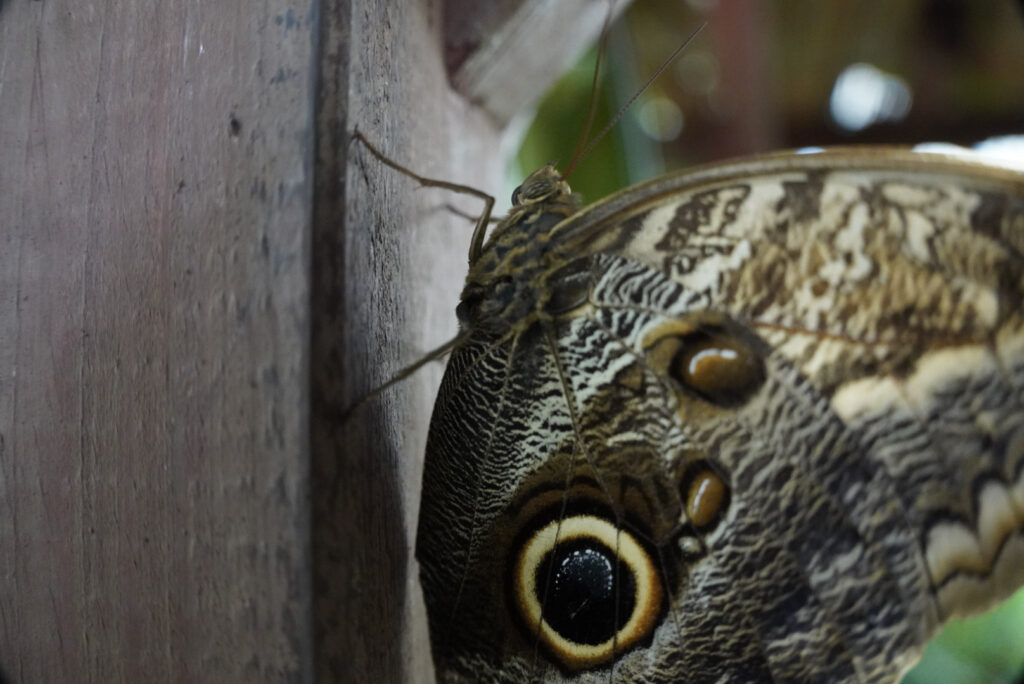 Eifalia Schmetterlingsgarten
