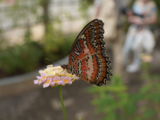Eifalia Schmetterlingsgarten