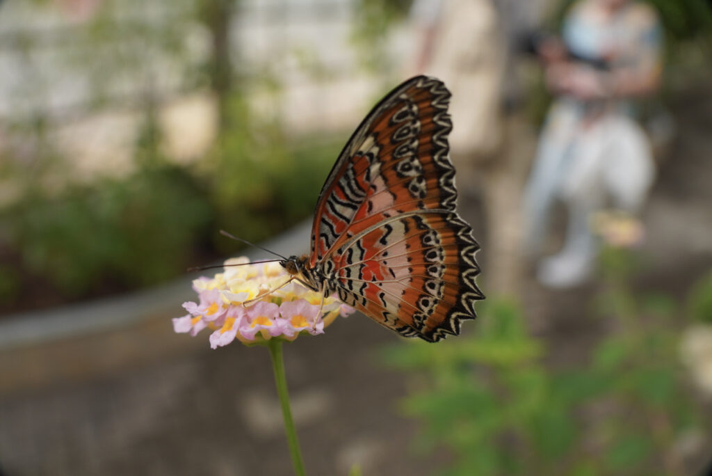 Eifalia Schmetterlingsgarten
