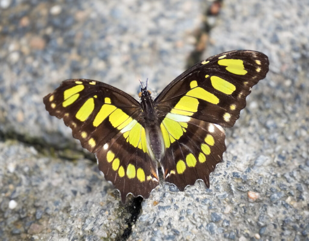 Eifalia Schmetterlingsgarten