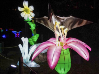 China Lights im K&ouml;lner Zoo