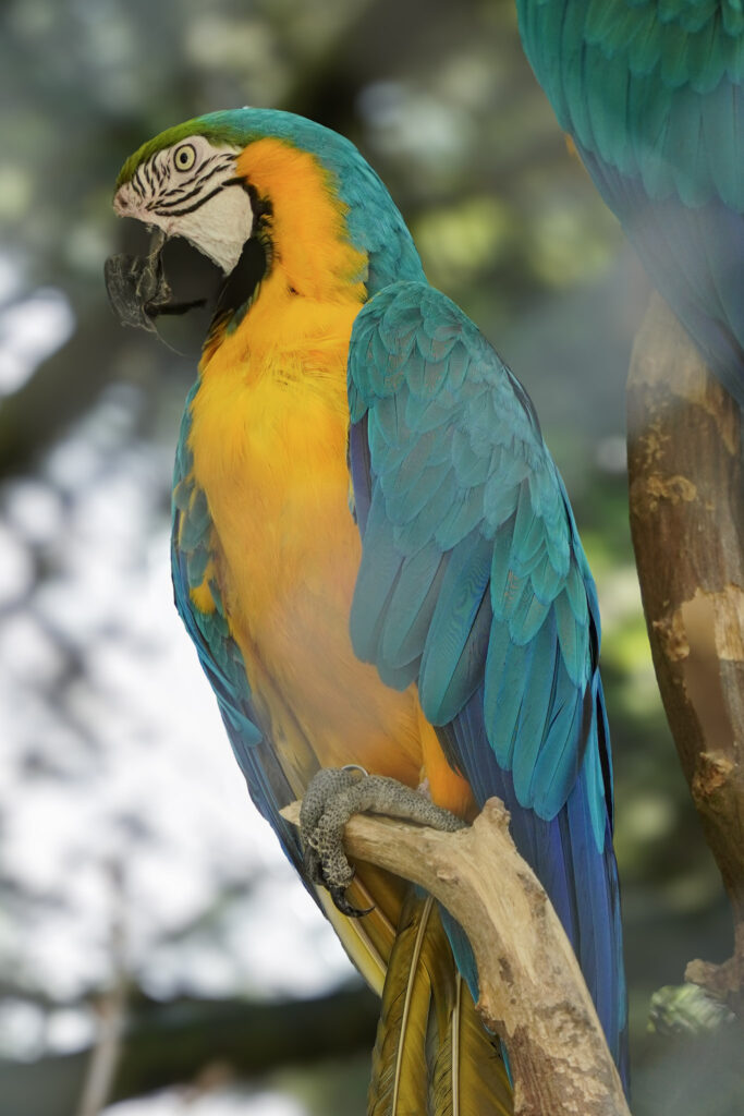 El Mundo Fantasia - Mondo Verde