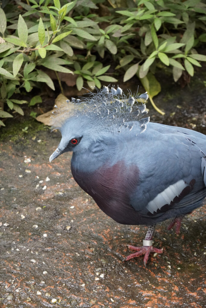 Burgers' Zoo Burgers' Zoo