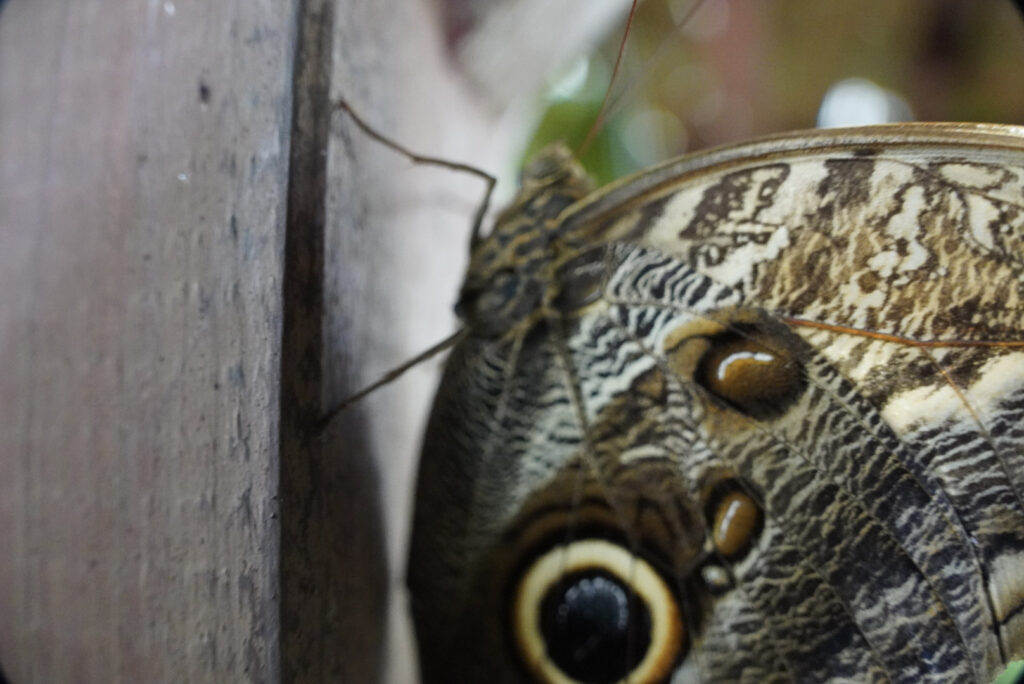 Eifalia Schmetterlingsgarten