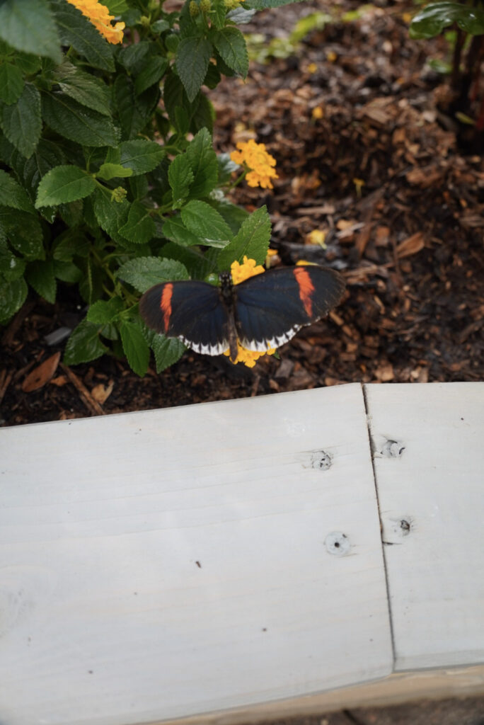 Eifalia Schmetterlingsgarten