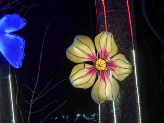 China Lights im K&ouml;lner Zoo