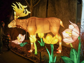 China Lights im K&ouml;lner Zoo