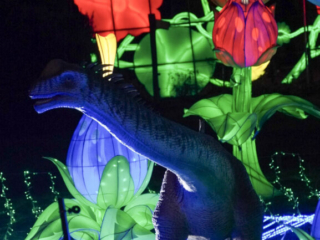 China Lights im K&ouml;lner Zoo