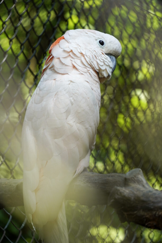 El Mundo Fantasia - Mondo Verde
