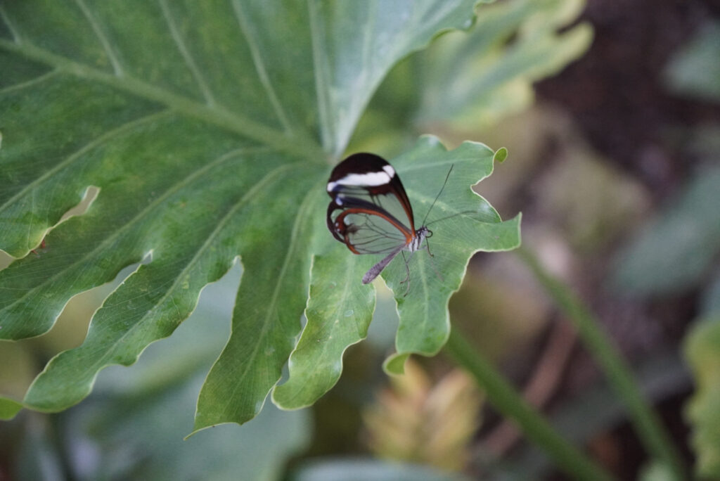 Eifalia Schmetterlingsgarten