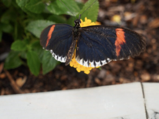 Eifalia Schmetterlingsgarten