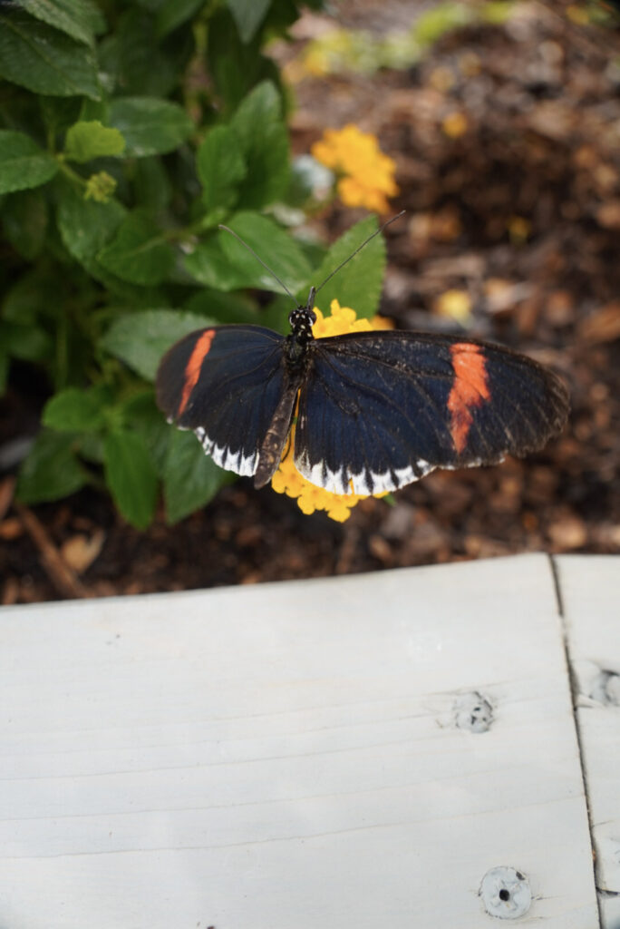 Eifalia Schmetterlingsgarten