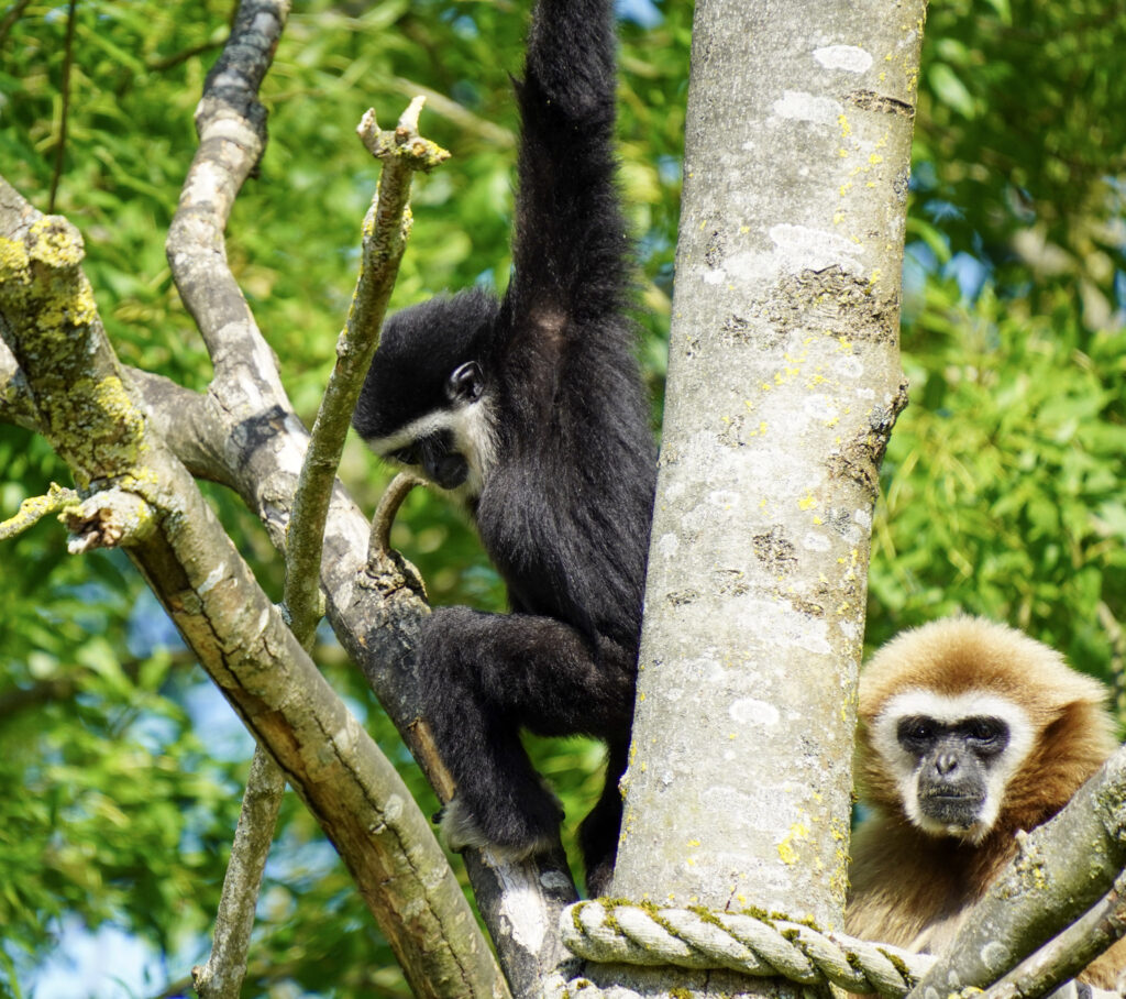 El Mundo Fantasia - Mondo Verde
