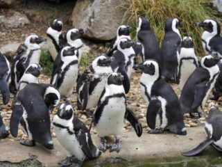 Burgers' Zoo