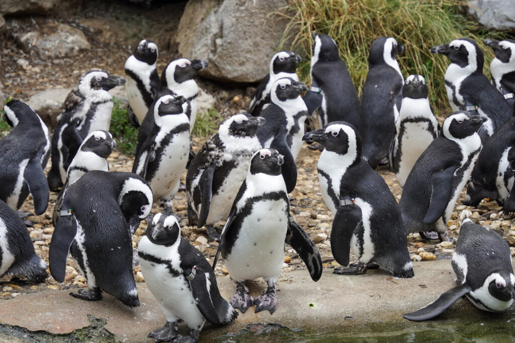 Burgers' Zoo Burgers' Zoo