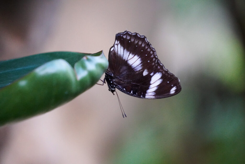 Eifalia Schmetterlingsgarten