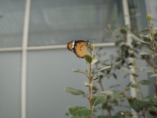 Eifalia Schmetterlingsgarten