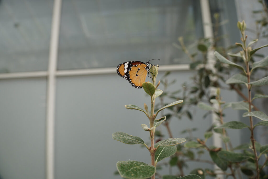 Eifalia Schmetterlingsgarten