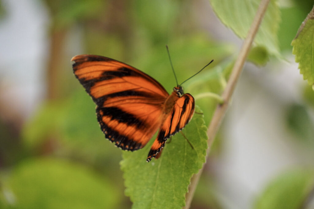 Eifalia Schmetterlingsgarten