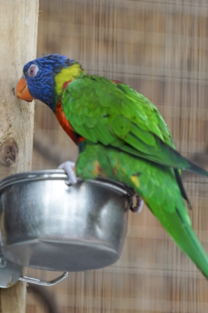 El Mundo Fantasia - Mondo Verde