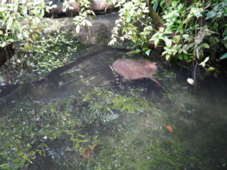 Burgers' Zoo