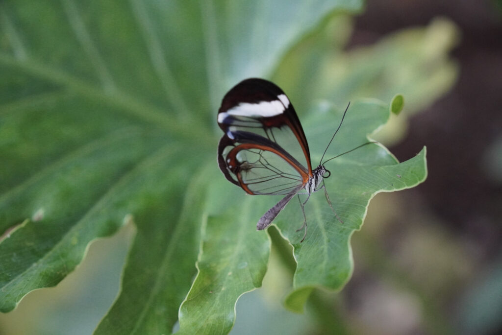 Eifalia Schmetterlingsgarten