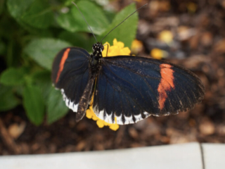 Eifalia Schmetterlingsgarten