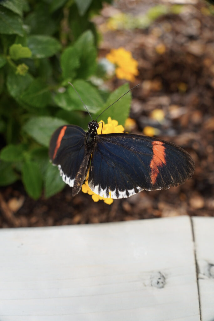 Eifalia Schmetterlingsgarten
