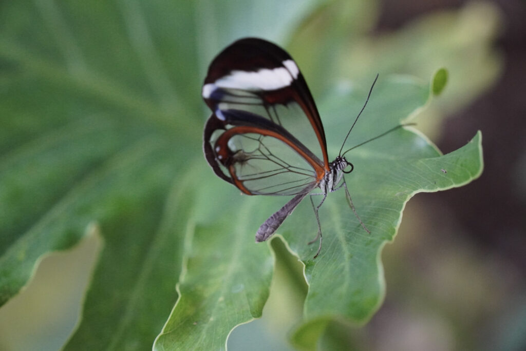 Eifalia Schmetterlingsgarten