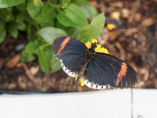 Eifalia Schmetterlingsgarten