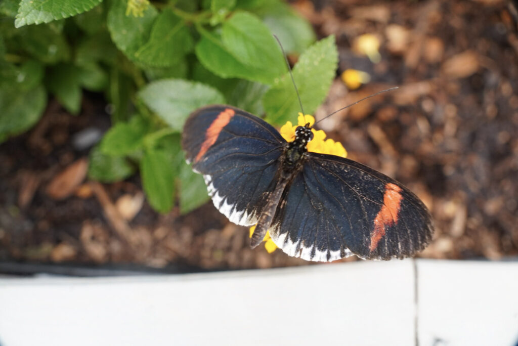 Eifalia Schmetterlingsgarten
