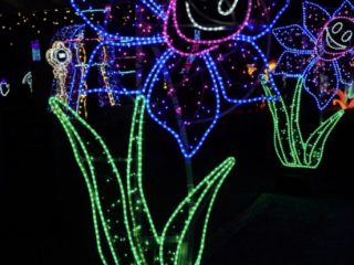 Garden of Lights Garden of Lights