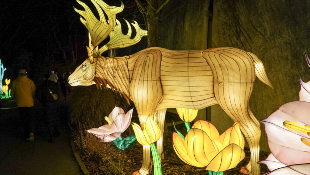 China Lights im K&ouml;lner Zoo