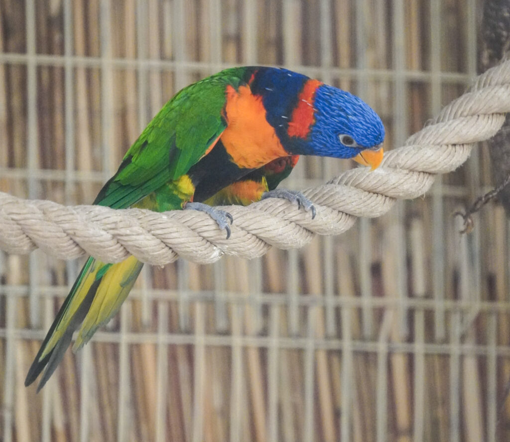 El Mundo Fantasia - Mondo Verde