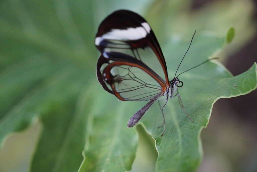 Eifalia Schmetterlingsgarten