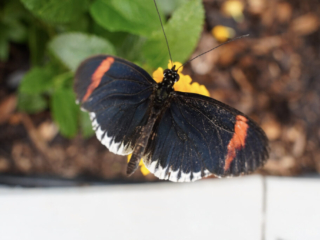Eifalia Schmetterlingsgarten