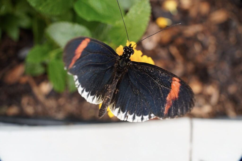 Eifalia Schmetterlingsgarten