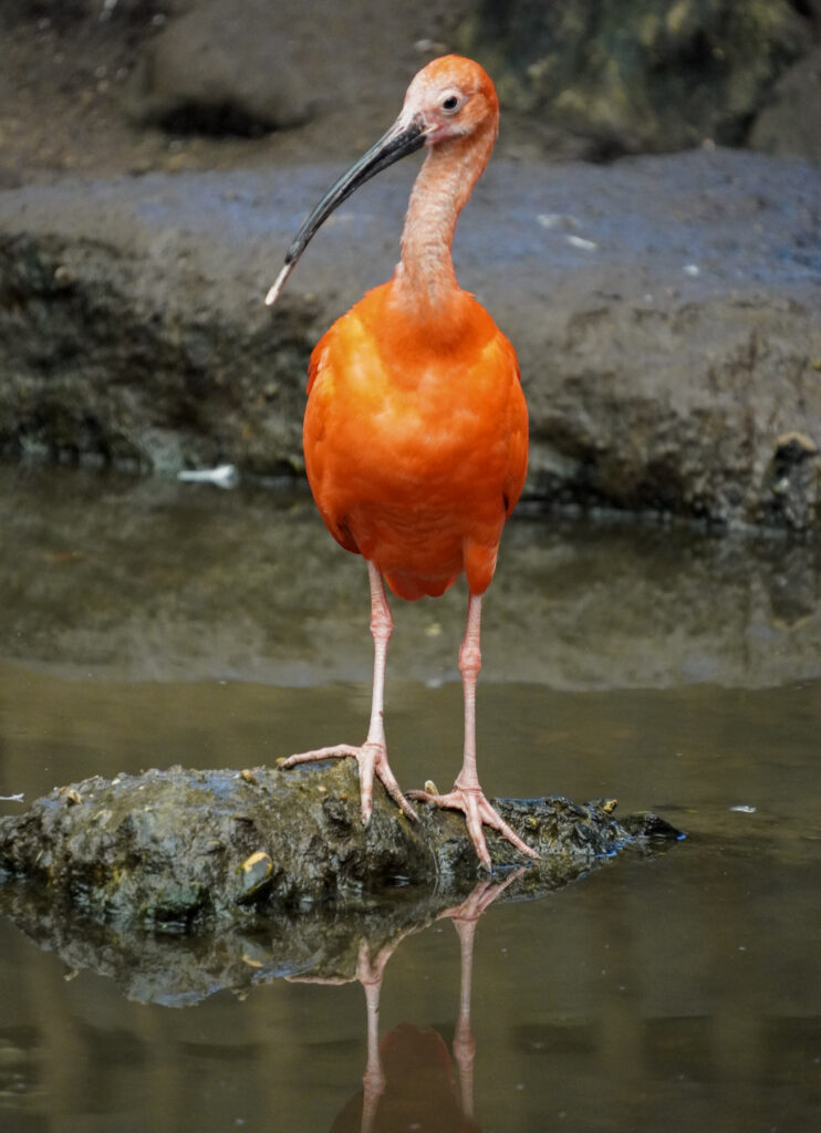 El Mundo Fantasia - Mondo Verde