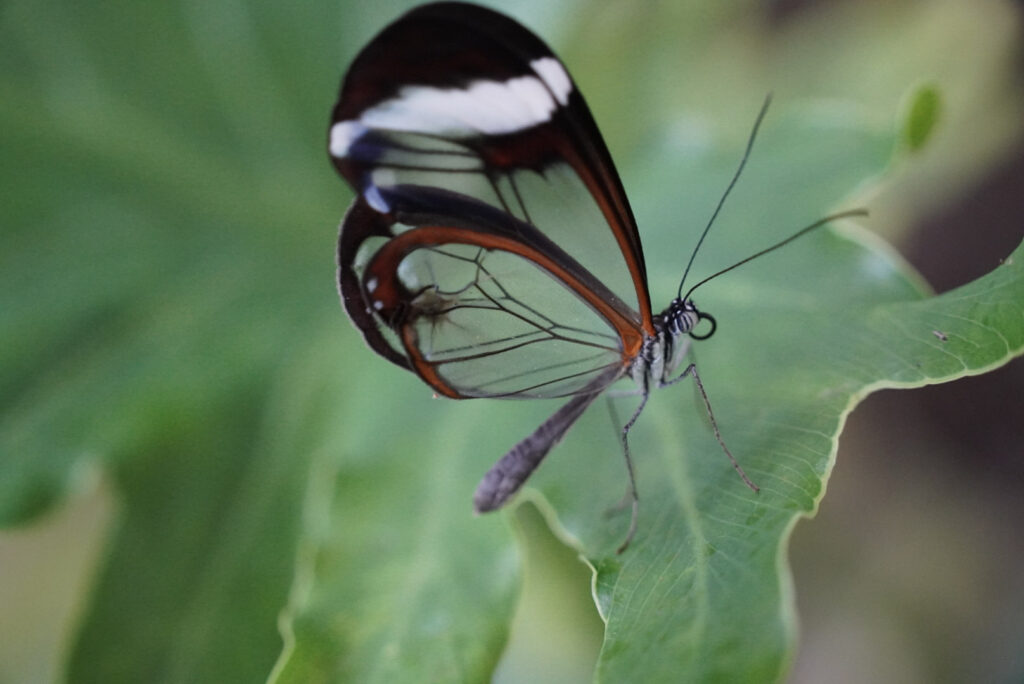 Eifalia Schmetterlingsgarten